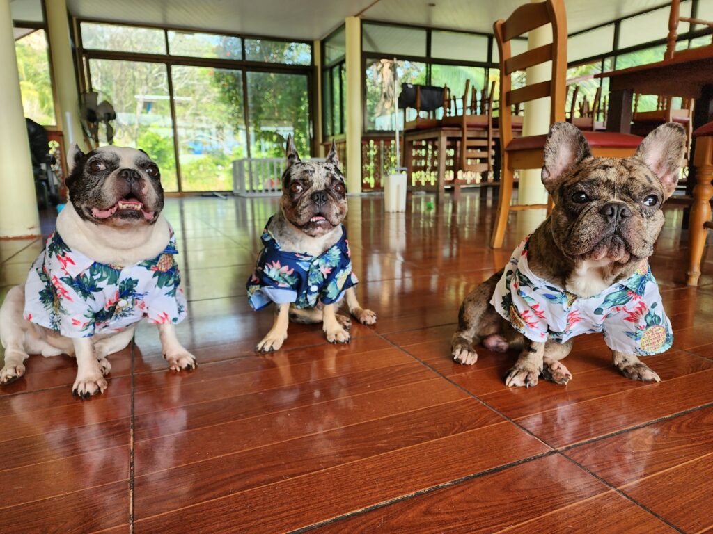 Denz Phuket Dog Cafe Pet Friendly Patong Kathu Thailand