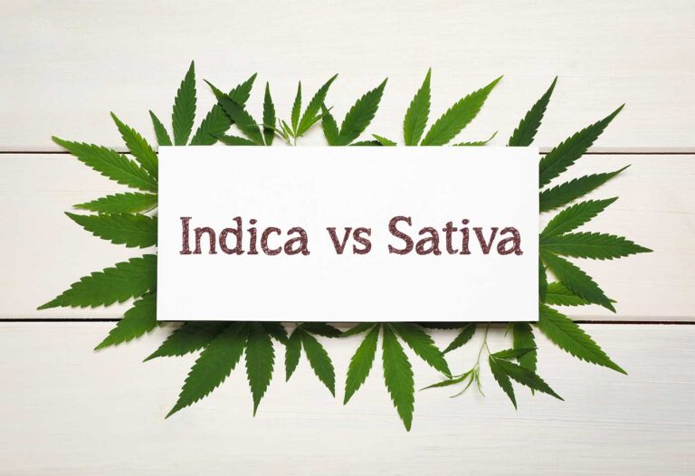 Indica vs Sativa While Working in Phuket A Guide for Remote Professionals